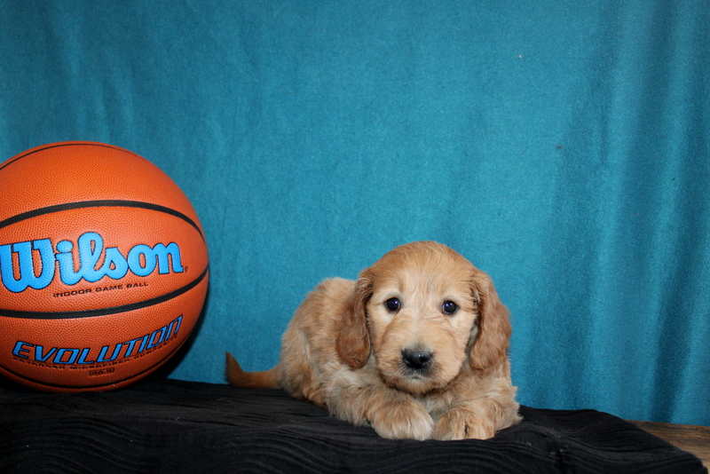 puppy, for, sale, Mini Goldendoodle , Matthew B. Stoltzfus, dog, breeder, Gap, PA, dog-breeder, puppy-for-sale, forsale, nearby, find, puppyfind, locator, puppylocator, aca